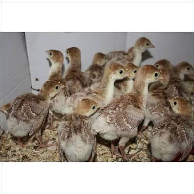 Pure healthy turkey chicks for sale healthy and active