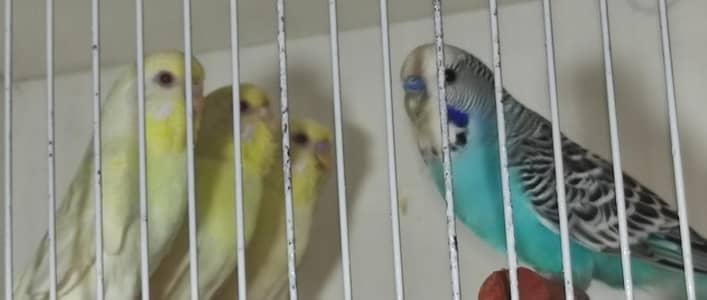 Under Exhibition King Size