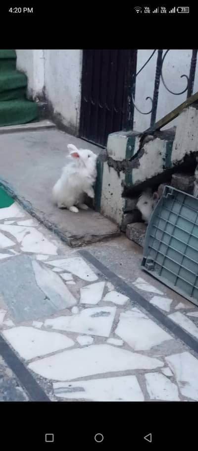 make and female jora