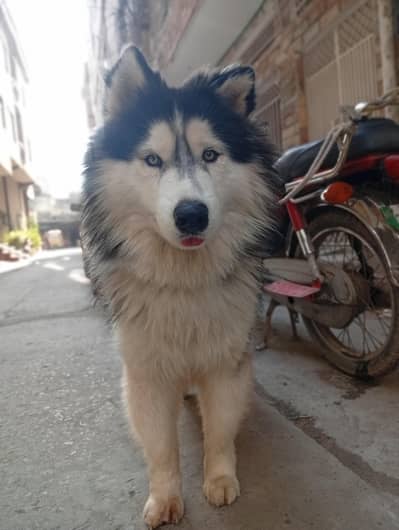 Siberian Husky Male  |  Husky Blue Eyes  | Husky Male Dog For Sale |