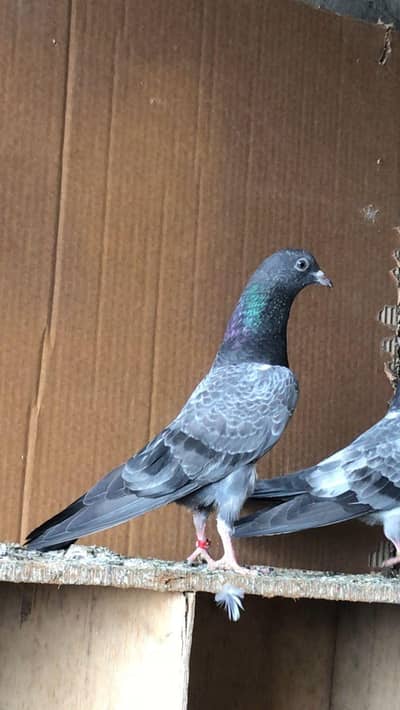 Missa jaldar ferozpuri pathi