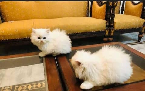 White persian make and female kittens