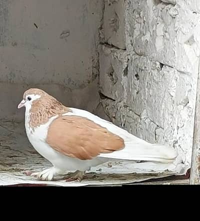 Sherazi Pair Pegions 100% Active  & healthy