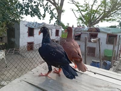 Danish. Frill. king chicks for hand tame