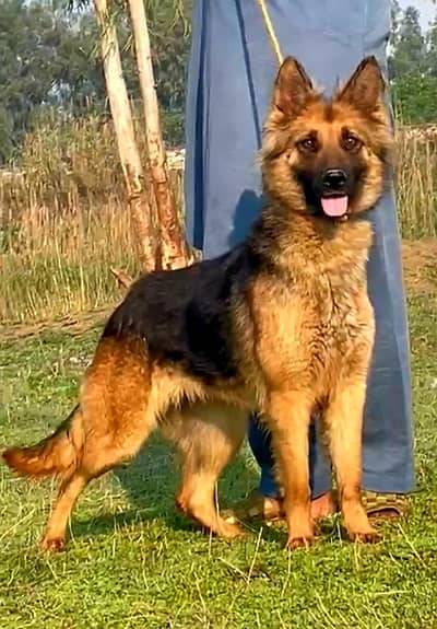 German Shepherd female age 9 month for sale