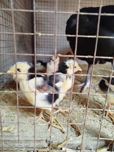 Thailand male + Pakistani heera hen