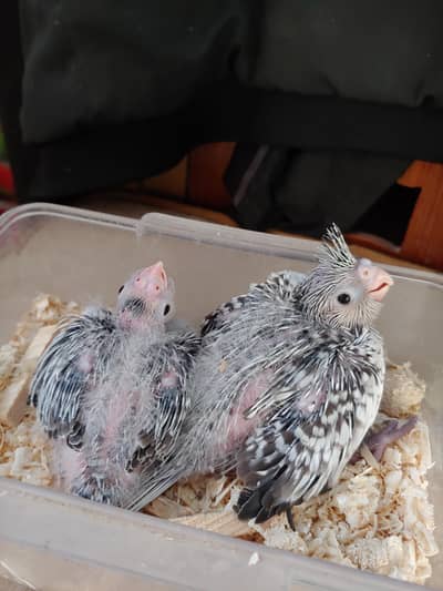 Cockatiel chicks