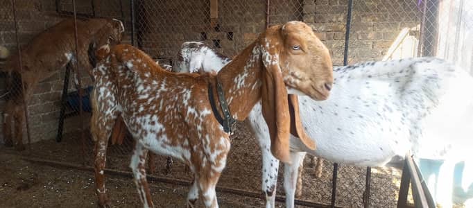 2 goats female available for sale 03455085421