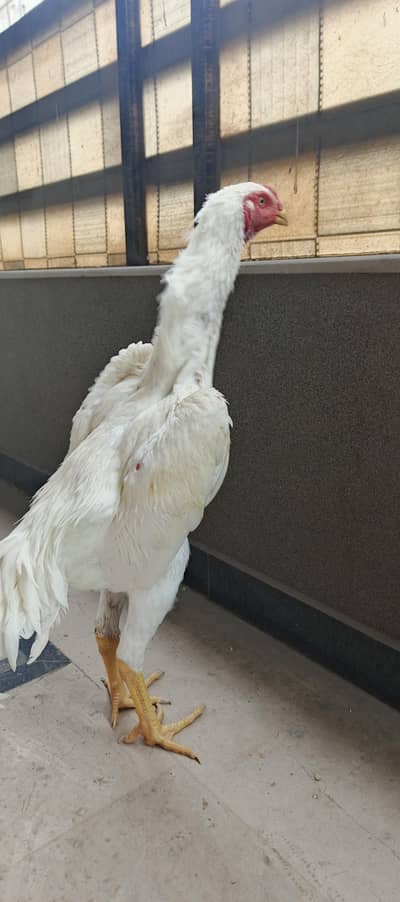 shamo aseel white male hen breed
