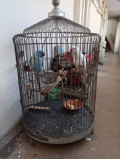 Blue and White Ringneck