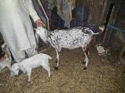 makhi chini with 2 kids male and female