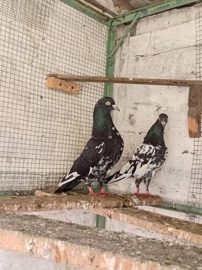 RamPuri Pair For Sale