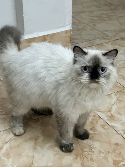 Persian x Himalayan Cats | Vaccinated | Cute & healthy