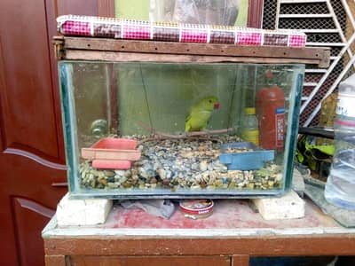 handtame green ringneck healthy and active