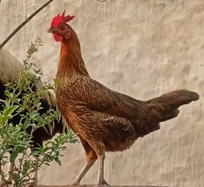 Golden Dessi murgi Anday deti ha or Sth White Murgha ha dono sth sale