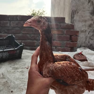 aseel chick for sale fix price