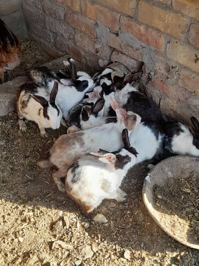 If anyone is interested in adopting a rabbit, contact me. 0329-7296142