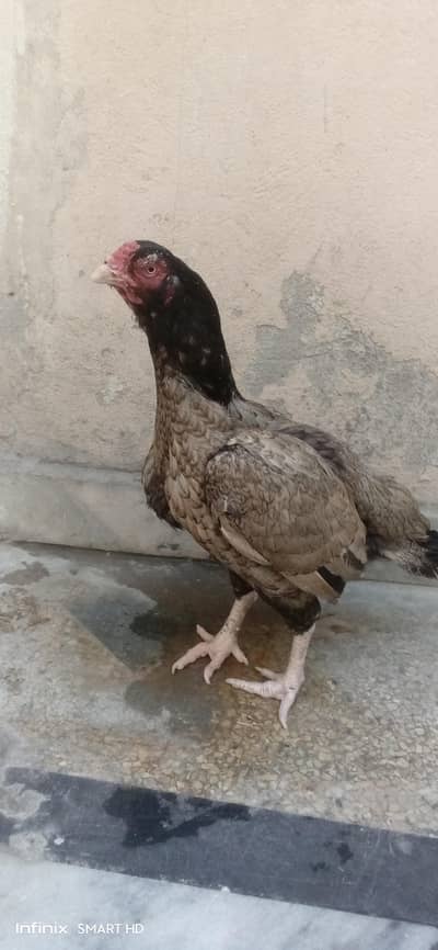 High quality Shajri Madi, Whatsapp #03302061983