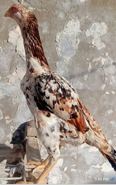 Japanese shamo female | egg laying