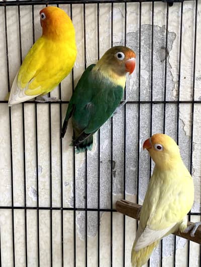 love birds breeder for sale