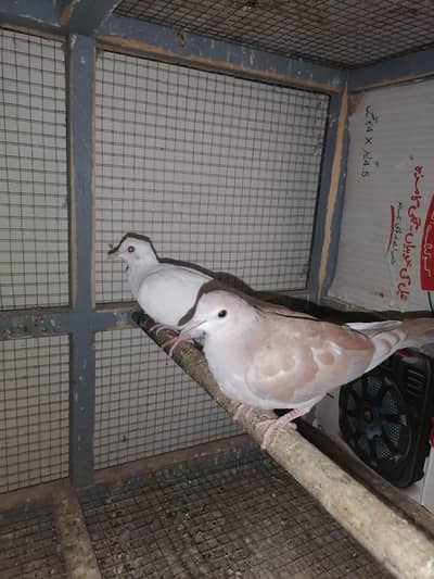 Adult dove pair for sale