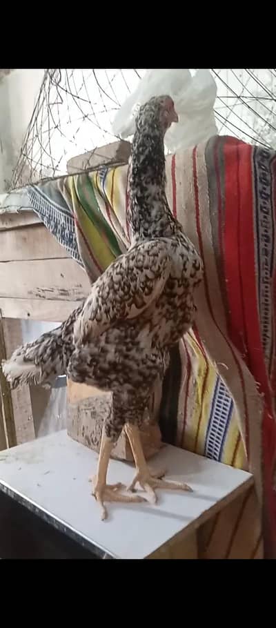 Coco oh shamo female | long hieght | eggs laying