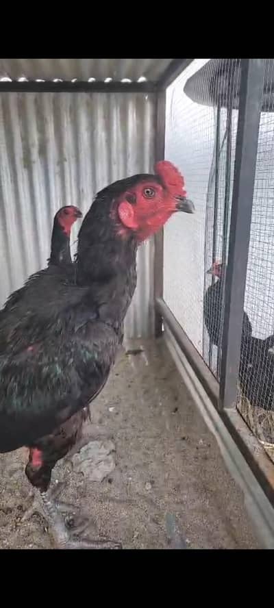 pure thai burmi chicks for sale