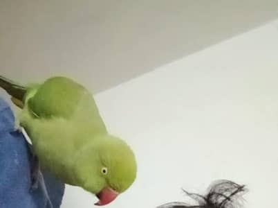 hand tame fully shoulder tame