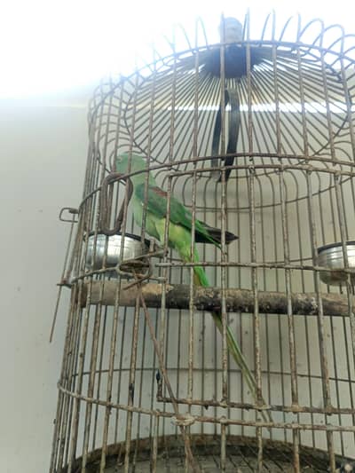 Pahari parrot