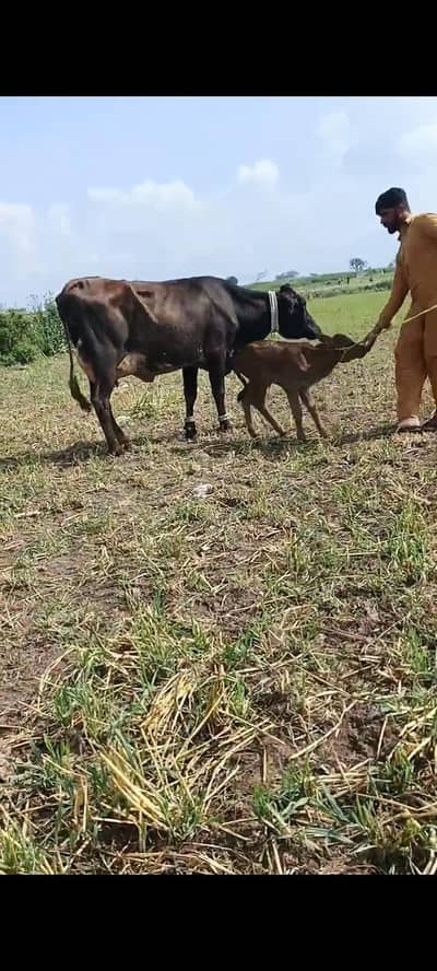 cow bahut khubsurat acchi nasl ki hai