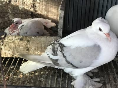 Swallow pair with 1 chick
