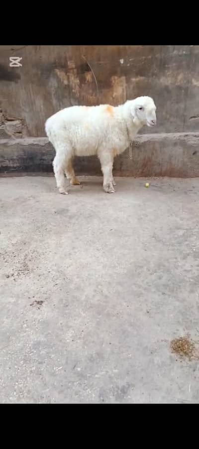 2 months khara dumby available in Karachi