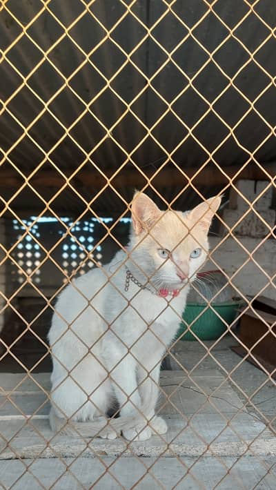 Cat for Adoption in Chakwal (Friendly & Healthy)