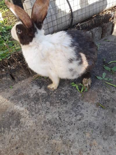 if anyone is interested in taking it, contact me +92 329-7296142