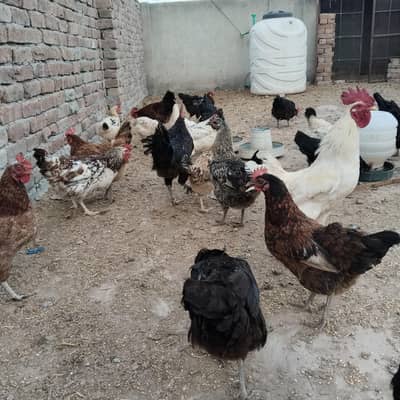 Desi Murgi Aur Murga