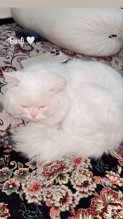 Adorable Healthy Kitten for Sale