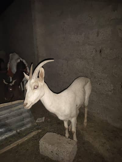 Mointain Goats