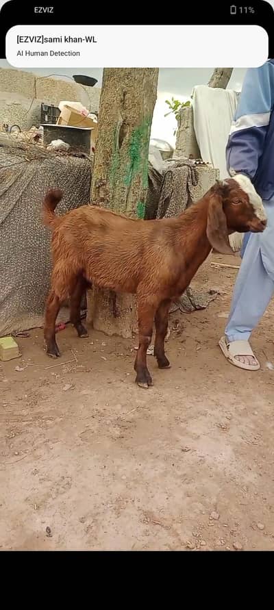 Male goat for sale age 8 months