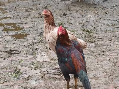 Two Domestic Chickens Standing on Muddy Ground in Village Farmyard