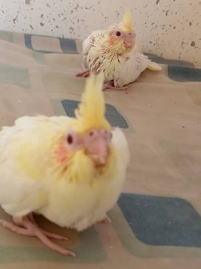 Cockatiel  Cream Red Eye for Hand tame