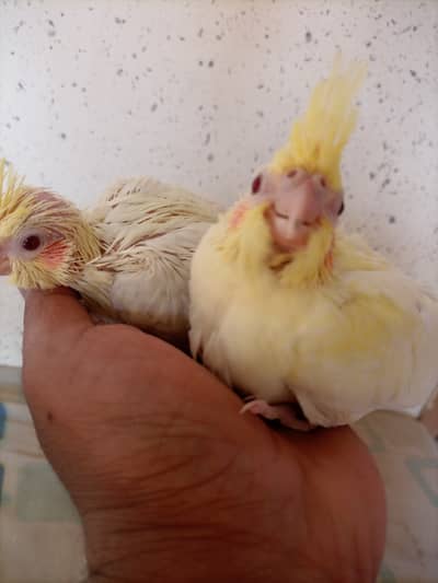 Cockatiel  Cream Red Eye for Hand tame