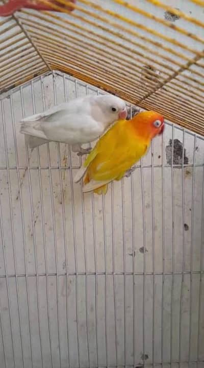 love birds