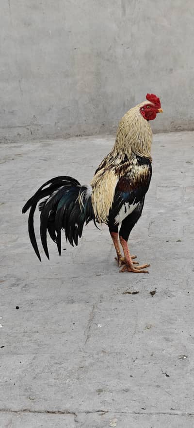 Aseel Murga Full healthy active