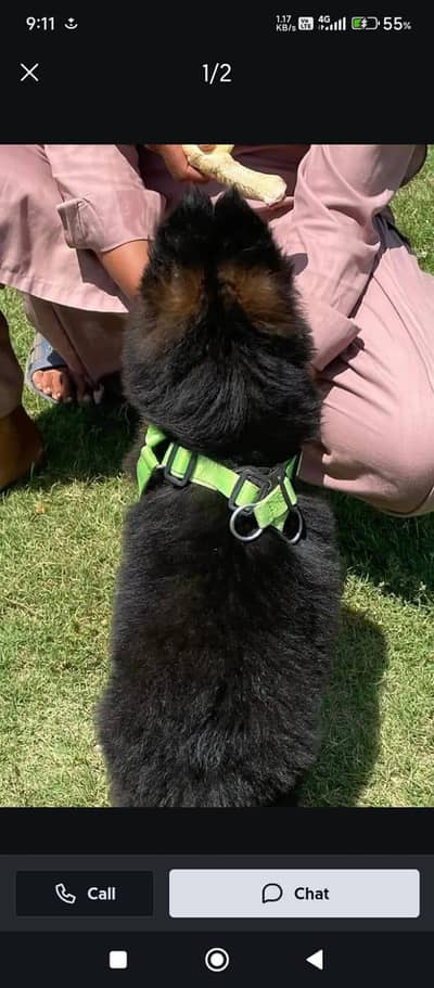 nGerman Shepherd male puppy for sale my WhatsApp number 03260463523