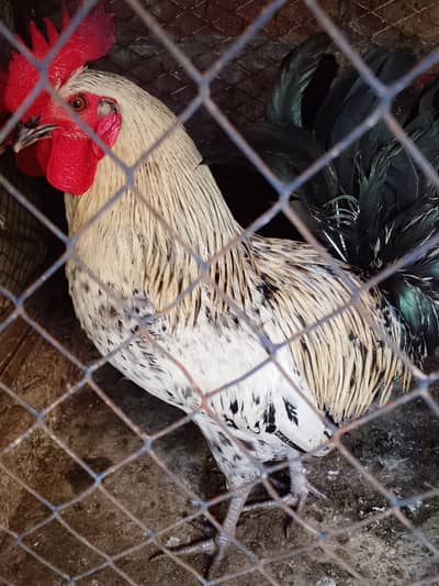 roosters with hen for sale. . . . .