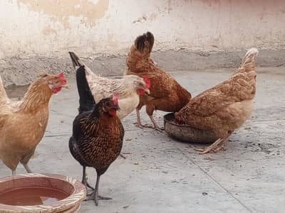 Desi murghian eggs de Rahi he