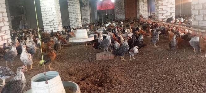 Special misri golden breed all colour available