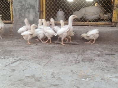 Aseel chicks for sale
