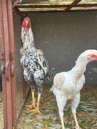 Shamo chicks available for sale