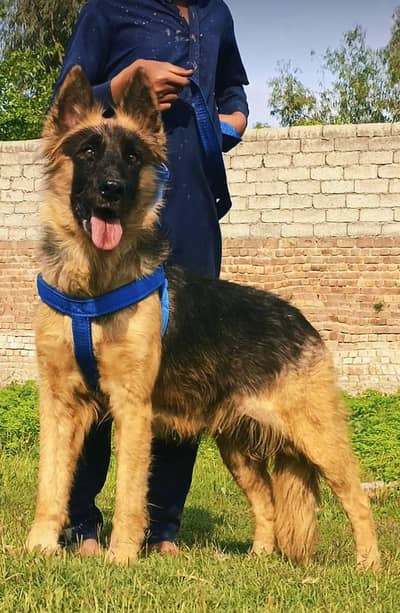 German Shepherd double coat female Dog for sale